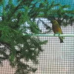 Rete metallica plastificata - immagine 3